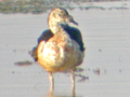 Knob-billed Duck